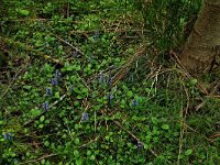 NL, Drenthe, Aa en Hunze, De Heest 9, Saxifraga-Hans Boll