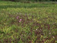 NL, Drenthe, Aa en Hunze, Deurzerdiep 29, Saxifraga-Hans Boll