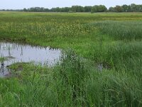 NL, Drenthe, Aa en Hunze, Drentsche Aa 71, Saxifraga-Hans Boll