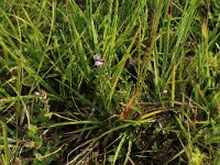 NL, Drenthe, Aa en Hunze, Eexterveld 65, Saxifraga-Hans Boll