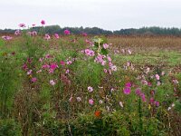 NL, Drenthe, Aa en Hunze, Gasteren 4, Saxifraga-Hans Dekker