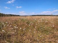 NL, Drenthe, Aa en Hunze, Tweelingen boswachterij 2, Saxifraga-Hans Dekker