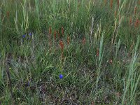 NL, Drenthe, Aa en Hunze, Westerlanden 25, Saxifraga-Hans Boll