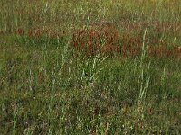 NL, Drenthe, Aa en Hunze, Westerlanden 3, Saxifraga-Hans Boll