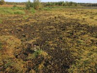 NL, Drenthe, Emmen, Bargerveen 106, Saxifraga-Hans Boll