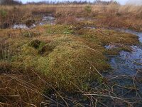 NL, Drenthe, Emmen, Bargerveen 146, Saxifraga-Hans Boll