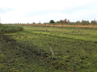 NL, Drenthe, Emmen, Bargerveen 170, Saxifraga-Hans Boll