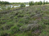 NL, Drenthe, Emmen, Bargerveen 47, Saxifraga-Hans Boll