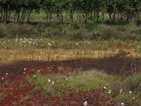 NL, Drenthe, Emmen, Bargerveen 84, Saxifraga-Hans Boll