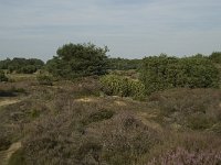 NL, Drenthe, Midden-Drenthe, Mantingerveld 5, Saxifraga-Willem van Kruijsbergen