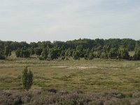 NL, Drenthe, Midden-Drenthe, Mantingerzand 8, Saxifraga-Willem van Kruijsbergen