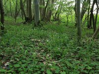 NL, Drenthe, Noordenveld, Nietap 24, Saxifraga-Hans Boll