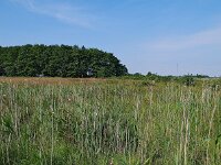 NL, Drenthe, Noordenveld, Peizermaden 6, Saxifraga-Hans Dekker