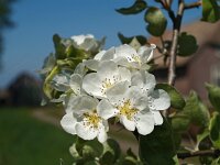 NL, Drenthe, Noordenveld, Ruinerwold 1, Saxifraga-Hans Dekker