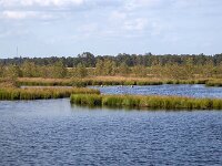 Small lake in Dwingelderveld National Park, Drenthe, Netherlands  Small lake in Dwingelderveld National Park, Drenthe, Netherlands : small lake, lake, pool, water, Dwingelderveld National Park, Dwingelderveld, National Park, Drenthe, Netherland, dutch, europe, european, nature protection, protected area, nature, natural, rural, landscape, rural landscape, rural scene, non-urban landscape, non-urban scene, outside, outdoor, outdoors, no people, nobody, summer, summertime, room, sky, blue sky, white clouds, beautiful, horizon, mere