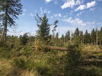 Storm damage in pine forest of Dwingelderveld National Park, drenthe Netherlands  Storm damage in pine forest of Dwingelderveld National Park, drenthe Netherlands : damage, Dwingelderveld National Park, fallen trees, tree, trees, woodland, forest, trunk, trunks, branch, branches, Dwingelderveld, National Park, Drenthe, Netherland, dutch, europe, european, nature protection, protected area, nature, natural, rural, landscape, rural landscape, rural scene, non-urban landscape, non-urban scene, outside, outdoor, outdoors, no people, nobody, summer, summertime, storm damage, storm, pine, pine forest