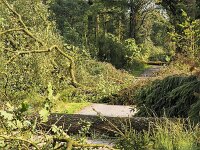 Storm damage, cycle path in Dwingelderveld National Park blocked by fallen trees  Storm damage, cycle path in Dwingelderveld National Park blocked by fallen trees : damage, path, track, block, blockade, closed, obstruckted, fallen trees, tree, trees, woodland, forest, trunck, truncks, branch, branches, asphalt, leaf, leaves, Dwingelderveld, National Park, Drenthe, Netherland, dutch, europe, european, nature protection, protected area, nature, natural, rural, landscape, rural landscape, rural scene, non-urban landscape, non-urban scene, outside, outdoor, outdoors, no people, nobody, summer, summertime, cycle path, bicycle path, storm damage, storm, Dwingelderveld National Park, blocked