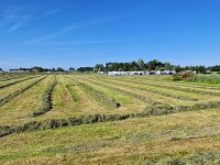 Campsite near farmland with rows of drying hay, Terherne; Friesland, Netherlands  Campsite near farmland with rows of drying hay, Terherne; Friesland, Netherlands : farmland, farm, grass, hay, grassland, hayland, row, rows, in a row, pattern, harvest, crop, harvesting, animal food, pasture, countryside, rural, landscape, rural landscape, rural scene, non-urban landscape, non-urban scene, outside, oudoor, outdoors, no people, nobody, summer, summertime, terherne, de friese meren, friesland, fryslan, netherlands, holland, dutch, europe, european, campsite, camping, de fryske marren