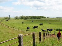 NL, Friesland, De Fryske Marren, Mokkebank 2, Saxifraga-Tom Heijnen