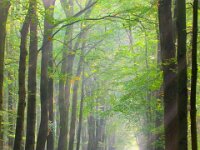 Brightly lit forest lane  forest lane is brightly lit by sun rays : Posbank, Veluwe, atmosphere, autumn, background, backlight, beam, beuk, bomen, boom, bos, bright, buiten, creative nature, ecologische, ehs, enchanted, environment, fagus, fog, forest, fris, green, groen, harmony, haunt, haze, hoge veluwe, holland, hoofdstructuur, landscape, landschap, lane, light, melancholia, melancholy, mist, mood, mysterious, mystery, mystic, nationaal park, national, natura 2000, nature, natuur, natuurbescherming, natuurbeschermingswet, nederland, nobody, park, phantom, ray, reserve, rudmer zwerver, scare, scene, scenics, silhouette, sky, spotlight, stem, sun, sunbeam, sunrise, tranquil, tree, twilight, vision, voorjaar, wilderness, woods