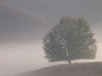 Tree silhouette on hill  Tree silhouette on hill : Netherlands, Posbank, SHADOW, Veluwe, arnhem, biotoop, bomen, boom, bos, buiten, color, creative nature, ecologische, ehs, environment, environmental, feeling, fog, foggy, forest, gelderland, gevoel, habitat, haze, hazy sunlight, heuvel, heuvelig, heuvels, hill, hills, hilly, holland, hoofdstructuur, kleur, landscape, landschap, licht, lighting, mist, mistig, misty, morning, mysterieus, mysterious, mystic, mystical, mystiek, mystieke, nationaal park, national park, natura 2000, natural, nature, nature conservation, nature management, natuur, natuurbeheer, natuurbeleid, natuurbescherming, natuurlijk, natuurlijke, natuurwet, nederland, nevel, nevelig, ochtend, omgeving, outdoor, rudmer zwerver, scenery, schaduw, sereen, serene, silhouette, sunbeam, sunrise, tree, trees, waas, wazig, wit, zonlicht, zonnestraal, zonsopkomst