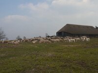 NL, Gelderland, Ermelo, Ermelose Heide 4, Saxifraga-Jan Nijendijk