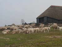 NL, Gelderland, Ermelo, Ermelose Heide 5, Saxifraga-Jan Nijendijk