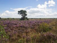 Flowering heathland on sunny day  Flowering heathland on sunny day : heathland, heather, heath, sunny day, purple, blue sky white clouds, sky, skyscape, horizon, tree, flower, flowers, flowering, in flower, petal, petals, bloom, blooming, in bloom, growth, color, beautiful, beauty, beauty in nature, plant, plants, botany, botanical, vascular plant, flora, floral, nature, natural, blossom, blossoming, in blossom, wild, wildflower, wide open, countryside, rural, landscape, rural landscape, rural scene, non-urban landscape, non-urban scene, outside, outdoor, outdoors, no people, nobody, season, summer, summertime, Ermelo, Gelderland, Netherlands, Europe, European, speulderveld, speulder- en houtdorperveld, pine, pine tree