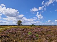 Flowering heathland on sunny day  Flowering heathland on sunny day : heathland, heather, heath, sunny day, purple, blue sky white clouds, sky, skyscape, horizon, tree, flower, flowers, flowering, in flower, petal, petals, bloom, blooming, in bloom, growth, color, beautiful, beauty, beauty in nature, plant, plants, botany, botanical, vascular plant, flora, floral, nature, natural, blossom, blossoming, in blossom, wild, wildflower, wide open, countryside, rural, landscape, rural landscape, rural scene, non-urban landscape, non-urban scene, outside, outdoor, outdoors, no people, nobody, season, summer, summertime, Ermelo, Gelderland, Netherlands, Europe, European, speulderveld, speulder- en houtdorperveld