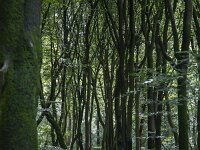 Beech forest with dancing trees  Beech forest with dancing trees : beech forest, beech, beeches, dancing trees, winding trees, wistling, crooked, forest, woodland, woods, tree, trees, trunk, trunks, foliage, green, nature, natural, leaf, leaves, rural, landscape, rural landscape, rural scene, non-urban landscape, non-urban scene, outside, outdoor, outdoors, no people, nobody, season, summer, summertime, speulder bos, sprielderbos, Ermelo, Gelderland, Netherlands, Dutch, Holland, Europe, European