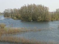 NL, Gelderland, Lingewaard, Gendtse waard 1, Saxifraga-Hans Boll