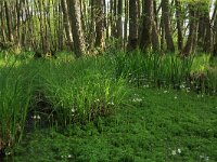 NL, Gelderland, Lochem, Stelkampsveld 13, Saxifraga-Hans Boll