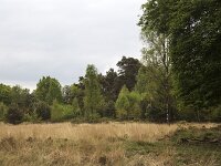 Heathland in mixed forest  Heathland in mixed forest : heathland, heath, heather, grass, grasses, forest, woodland, tree, trees, rural landscapel, mixed forest, nature, natural, forestry, Nunspeet, Veluwe, Gelderland, Netherlands
