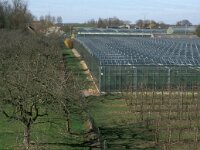 NL, Gelderland, West Betuwe, Varik 7, Saxifraga-Jan van der Straaten