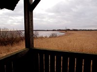 NL, Groningen, Haren, Zuidlaardermeer-noord 1, Saxifraga-Hans Dekker