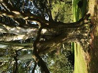 NL, Groningen, Marum, Iwemasteenhuis Niebert 3, Saxifragap-Hans Dekker