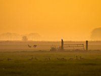 Raptor is overlooking fields  Raptor is overlooking fields during spectacular orange sunset : Netherlands, Noordenveld, atmosphere, autumn, bird, bird of prey, boom, creative nature, crow, dageraad, dawn, dusk, dutch, fence, field, fog, gans, gate, geel, goose, gras, grass, groningen, haze, hek, hekwerk, hemel, herfst, holland, hoogtezon, kraai, landelijk, landscape, leek, leekstermeer, lente, licht, light, matsloot, mist, natura 2000, natural, nature, natuur, natuurlijk, nederland, nederlands, nevel, omheining, orange, oranje, raptor, roofvogel, rudmer zwerver, rural, sandebuur, scene, schemering, sfeer, sky, spectaculair, spectacular, spring, summer, sun, sunbeam, sunlight, sunray, sunrise, sunset, sunshine, tree, veld, vogel, yellow, zomer, zon, zonlicht, zonneschijn, zonnestraal, zonsondergang, zonsopgang