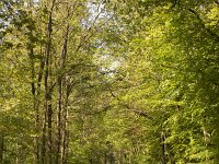 Footpath in deciduous forest, Sellingerbossen, Sellingen, Groningen, Netherlands  Footpath in deciduous forest, Sellingerbossen, Sellingen, Groningen, Netherlands : footpath, path, track, shadow, shadows, forest, woodland, woods, tree, trees, trunk, trunks, foliage, green, nature, natural, leaf, leaves, rural, landscape, rural landscape, rural scene, non-urban landscape, non-urban scene, outside, outdoor, outdoors, no people, nobody, summer, summertime, spring, springtime, sellingerbossen, sellingen, westerwolde, groningen, netherlands, holland, dutch, europe, european, deciduous