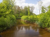 Dutch river Ruiten Aa with rust coloured water due to iron oxide; Sellingen, Groningen, Netherlands  Dutch river Ruiten Aa with rust coloured water due to iron oxide; Sellingen, Groningen, Netherlands : nature restoration, landscape restoration, restored, river, brook, ruiten aa, water, stream, tree, trees, wetland, countryside, rural, landscape, rural landscape, rural scene, non-urban landscape, non-urban scene, outside, outdoor, outdoors, no people, nobody, summer, summertime, spring, springtime, nature protection, protected area, nature, natural, sellingen, westerwolde, groningen, netherlands, holland, dutch, europe, european, rust coloured, iron oxide, brown