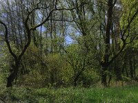 NL, Limburg, Echt-Susteren, Doort 113, Saxifraga-Hans Boll