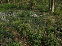 NL, Limburg, Echt-Susteren, Doort 23, Saxifraga-Hans Boll