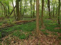 NL, Limburg, Echt-Susteren, Doort 54, Saxifraga-Hans Boll