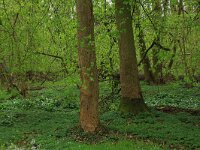 NL, Limburg, Echt-Susteren, Doort 60, Saxifraga-Hans Boll