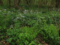 NL, Limburg, Echt-Susteren, Doort 7, Saxifraga-Hans Boll