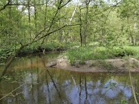 NL, Limburg, Leudal, Leubeek 11, Saxifraga-Tom Heijnen