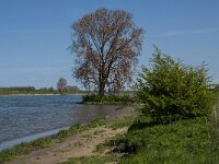 NL, Noord-Brabant, 's-Hertogenbosch, De Koornwaard 42, Saxifraga-Jan van der Straaten