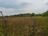 NL, Noord-Brabant, 's-Hertogenbosch, Moerputten 17, Saxifraga-Willem van Kruijsbergen