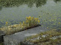 NL, Noord-Brabant, 's-Hertogenbosch, Moerputten 33, Saxifraga-Willem van Kruijsbergen