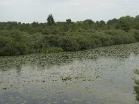 NL, Noord-Brabant, 's-Hertogenbosch, Moerputten 37, Saxifraga-Willem van Kruijsbergen