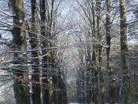 NL, Noord-Brabant, Alphen-Chaam, de Hoevens 77, Saxifraga-Willem van Kruijsbergen